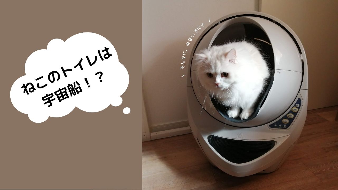 猫のトイレ - mohuのブログ